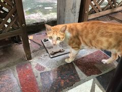 -光明刘冰乳鸽店(光明法政北路店)