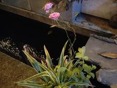 -谷咖啡·鲜花绿植花园餐厅