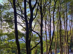 -阳台山森林公园