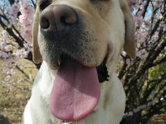 -百好乐宠物友好餐厅(朝外大街店)