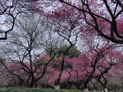-杭州植物园