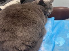 -纳吉亚猫专科动物诊疗中心(蒋宅口分院)