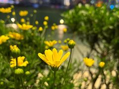 -城市阳台