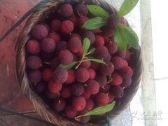 -西山樟坞健康果园枇杷杨梅采摘