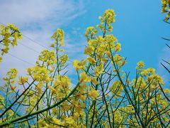-青浦采草莓天天草莓园
