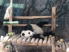 -深圳野生动物园