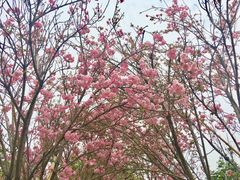 -天适樱花悠乐园