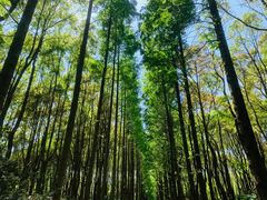 -上海滨江森林公园
