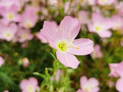 -古柏渡飞黄旅游区