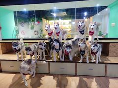 -Husky Go! 哈士奇体验馆·宠物咖啡厅狗咖