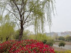 -九龙湖公园