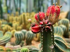 -深圳市中科院仙湖植物园