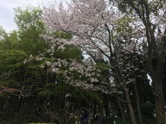 -嘉定紫藤园