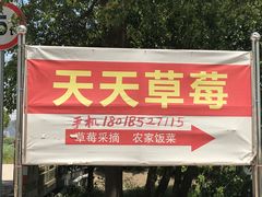 -青浦采草莓天天草莓园