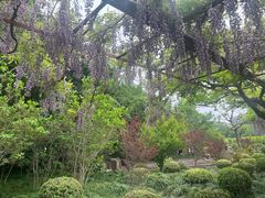 -嘉定紫藤园