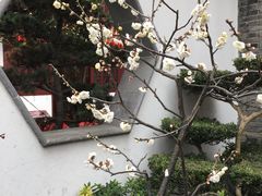 冬梅-檀园
