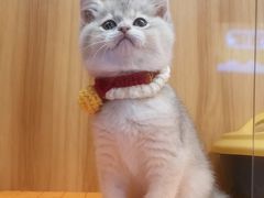 -欣宠猫屋·矮脚拿破仑·蓝金金渐层