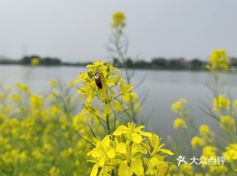河边的油菜花,春天里随处可见的暖黄