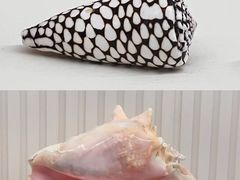 -青岛贝壳博物馆