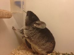 -龙猫仔乐园(惠福东路店)