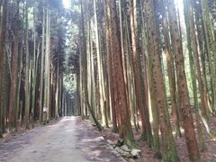 -武陵山森林公园