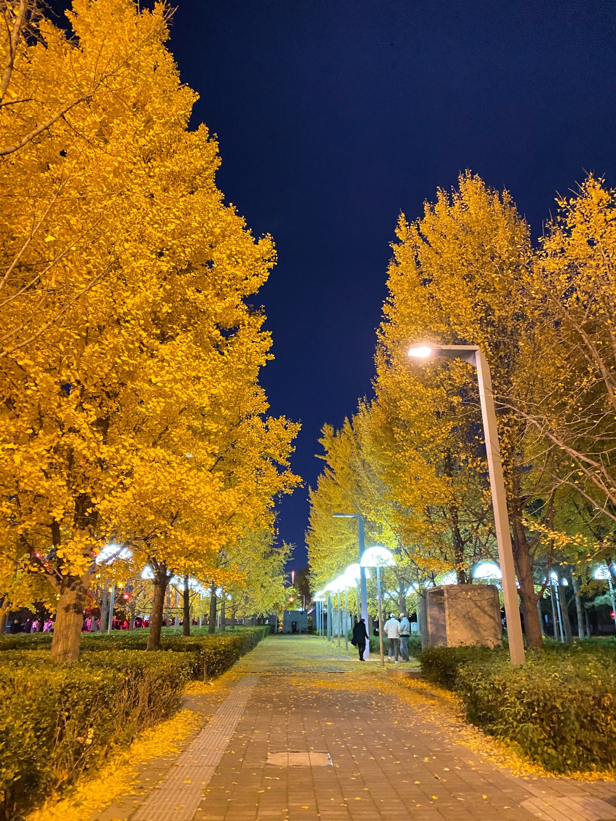 奥森公园夜晚的银杏树