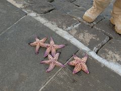 -悦海公园