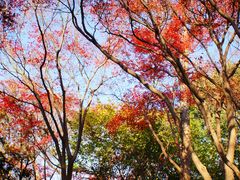 -秋霞圃