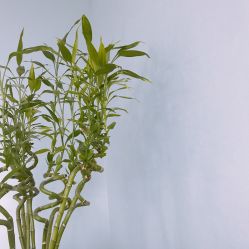-Yue Show馨选·半永久纹眉纹眼线