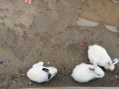 -前小桔亲子创意农场·草莓采摘·露营烧烤