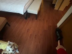 -上海崇明金茂凯悦酒店