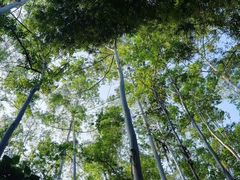 -黄埔油麻山森林公园