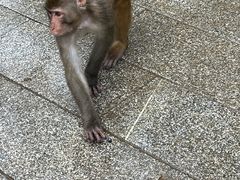 -黔灵山公园