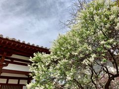-西安青龙寺遗址景区