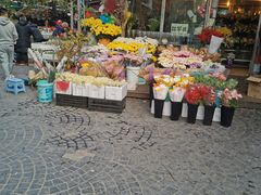 -曲阳花鸟市场(曲阳路店)