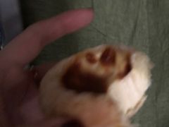 -好利来(温江合生汇店)