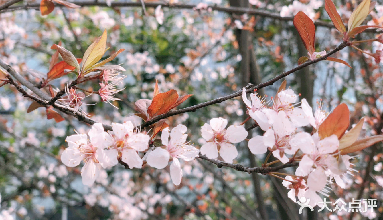 🌸樱花都开好了🌸