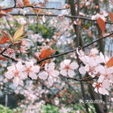 🌸樱花都开好了🌸
