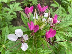 -黑龙江省森林植物园