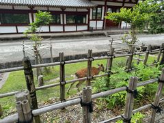 -奈良公园