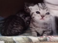 -喜多萌中农锦绣动物医院24H·猫科·牙科MRI·CT