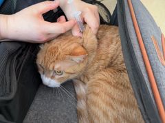 -瑞派福兴宠物医院犬猫全科·骨科·中西医结合(河东店)