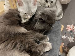 -楼上猫咖(罗湖店)