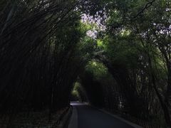 景点-成都大熊猫繁育研究基地