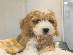 -翊宠yipet猫狗购宠庄园犬舍•猫舍