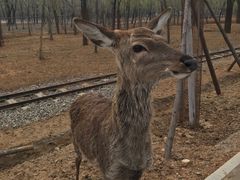 -秦皇岛野生动物园