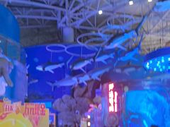 -烟台海昌鲸鲨海洋公园