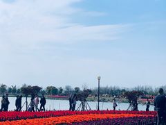 -荷兰花海