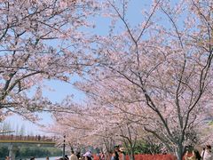 -高东镇樱花园