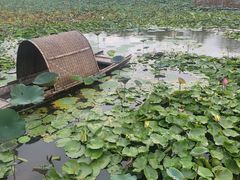 -大湾区中央湿地公园